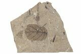 Fossil Leaf (Betula) - McAbee Fossil Beds, BC #221154-1